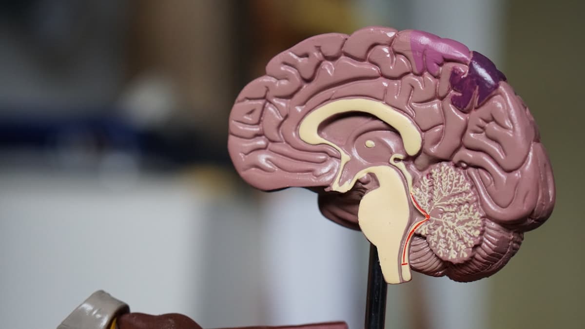 The Science Behind Nicotine Addiction: Understanding Your Brain